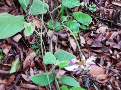 Canavalia septentrionalis