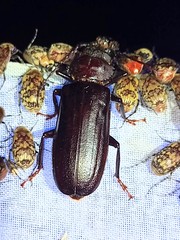 Aplagiognathus spinosus