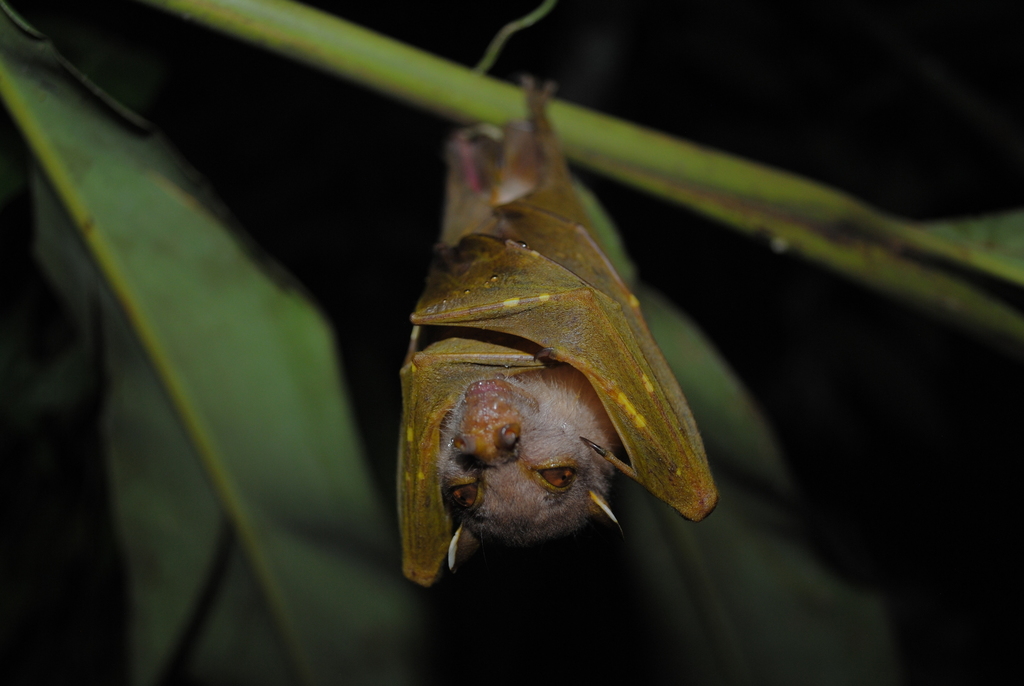 Unstriped Tube-Nosed Fruit Bat