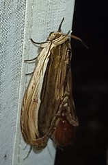 Truncaptera truncata