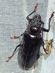 Nothopleurus lobigenis