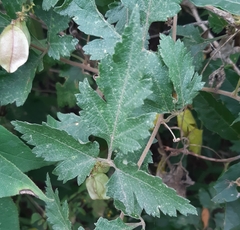 Urvillea