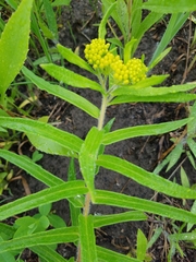Asclepias tuberosa interior