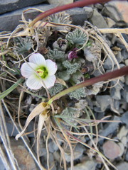 Nototriche obcuneata