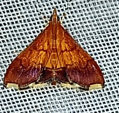 Pyrausta bicoloralis