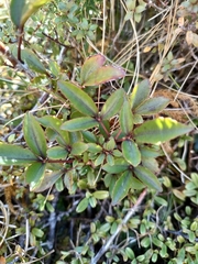 Raukaua simplex simplex