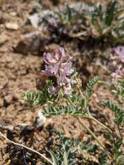 Astragalus andersonii
