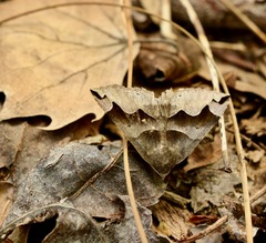 Gondysia smithii