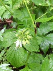 Hydrophyllum virginianum