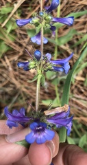 Penstemon pruinosus
