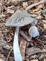 Fungi