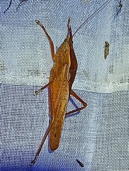 Pyrgocorypha rogersi