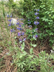 Penstemon pruinosus