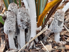 Fungi
