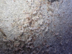 Themisto