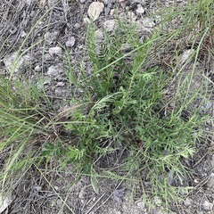 Astragalus miser