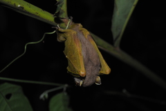 Paranyctimene raptor