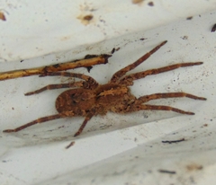 Centroctenus brevipes