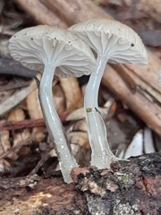 Roridomyces austrororidus