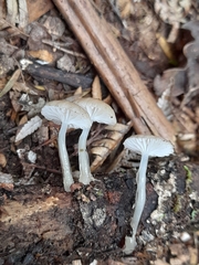 Roridomyces austrororidus