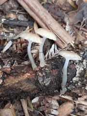 Roridomyces austrororidus