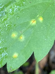 Puccinia hydrophylli
