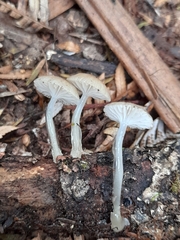 Roridomyces austrororidus
