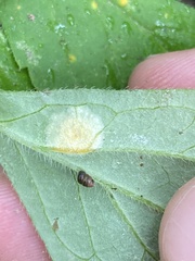 Puccinia hydrophylli