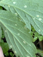 Puccinia hydrophylli
