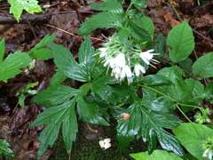 Hydrophyllum virginianum