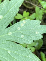 Puccinia hydrophylli