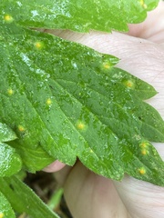 Puccinia hydrophylli