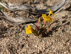 Erythranthe carsonensis
