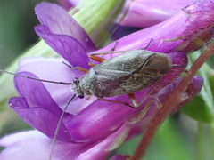 Irbisia californica