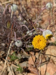 Erigeron bloomeri