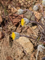 Erigeron bloomeri