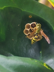 Mischocyttarus basimacula