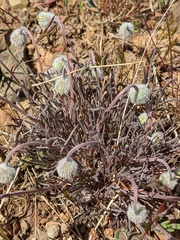 Erigeron bloomeri