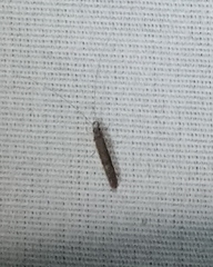 Leptocerus americanus