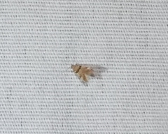 Theisoa constrictella