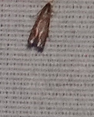 Varneria postremella