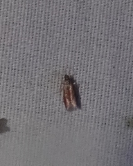 Varneria postremella