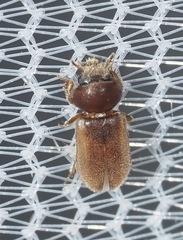 Tropicus pusillus