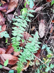 Myriopteris alabamensis