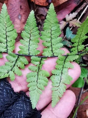 Myriopteris alabamensis