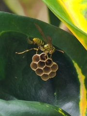 Mischocyttarus basimacula