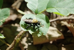 Laphria flavicollis