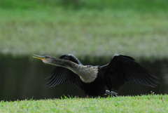 Anhinga anhinga