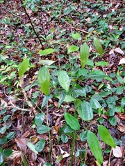Smilax lanceifolia