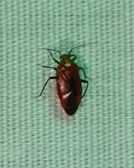 Tropidosteptes cardinalis